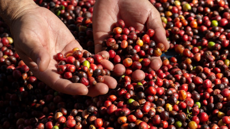 Giá cà phê hôm nay 14/3: Thế giới giảm mạnh, Robusta rơi xuống mức thấp nhất gần 7 tháng