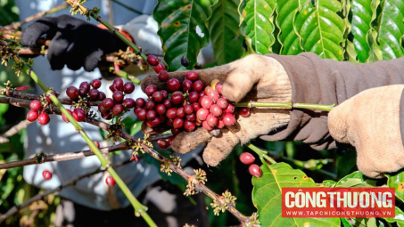 Giá cà phê hôm nay 16/3: Giảm mạnh so với đầu tuần trước