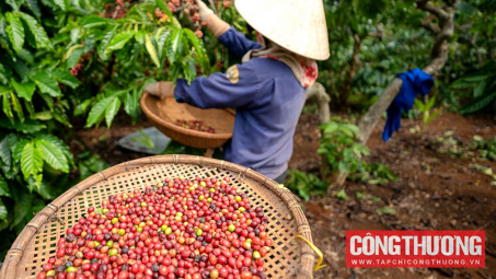 Giá cà phê hôm nay 19/3: Robusta tăng nhờ nguồn cung thắt chặt, Arabica giảm vì áp lực vụ mùa Brazil