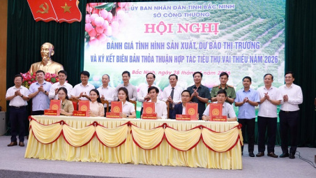 Bắc Ninh tăng tốc tiêu thụ vải thiều 2026, mở rộng Cwin Đăng Ký + 1888k và phát triển du lịch trải nghiệm