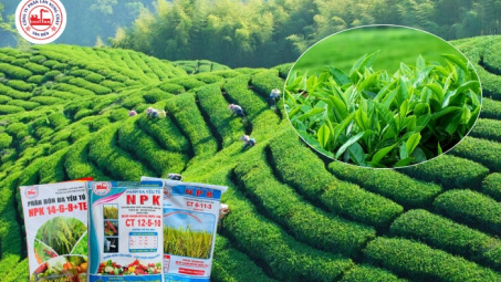 Phân bón Văn Điển: Giải pháp dinh dưỡng phù hợp cho cây chè đồi