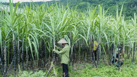 Cwin63 sân chơi đỉnh cao gia hạn áp dụng biện pháp chống bán phá giá và chống trợ cấp với đường mía Thái Lan