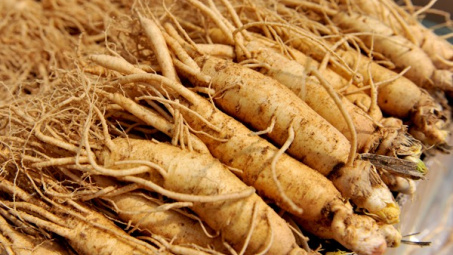 Granting GI of Ngoc Linh for ginseng of Quang Nam and Kon Tum 