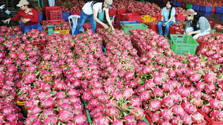 Binh Thuan exports 163 tonnes of dragon fruit to UAE