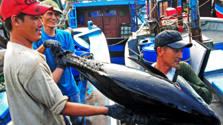 Vietnam’s tuna exports to Japan dropped