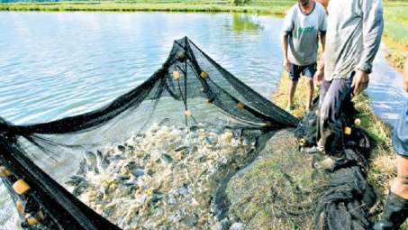 Bờ Biển Ngà tạm thời cấm Cwin com sòng bạc trực tuyến cá Tilapia