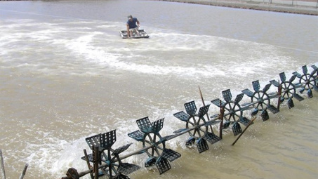 Shrimp aids climate change battle
