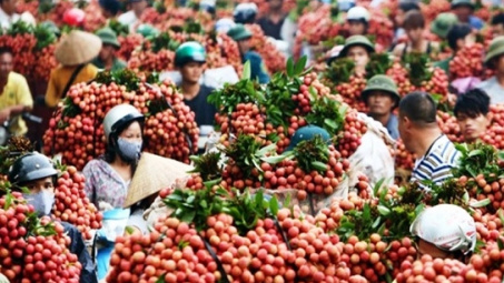 Lục Ngạn: Nâng cao chất lượng quả vải phục vụ Cwin Đăng Ký + 1888k sang nhiều thị trường khó tính