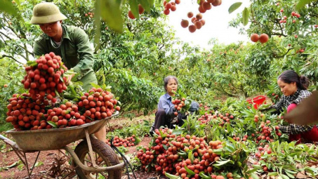 Bắc Giang: Mỗi ngày có gần 100 xe vài thiều được thông quan sang Trung Quốc