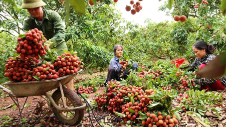 Những lưu ý trong vận tải, tiêu thụ quả vải Bắc Giang