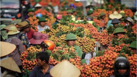 Điều kiện để vải thiều Lục Ngạn vào thị trường Nhật Bản