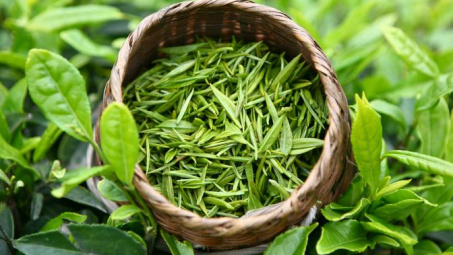 Ảnh hưởng của phân bón lá đến quá trình sinh trưởng, phát triển và chất lượng chè tại tỉnh Thái Nguyên