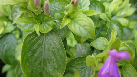 Tối ưu hóa điều kiện trích ly anthocyanin từ lá Cẩm (Peristrophe Bilvalvis (L.)