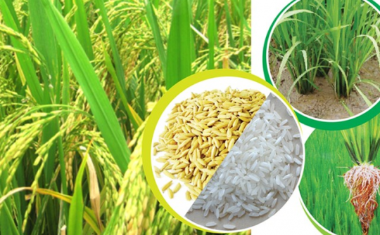 13 sản phẩm Cwin.com link không chặn chủ lực quốc gia
