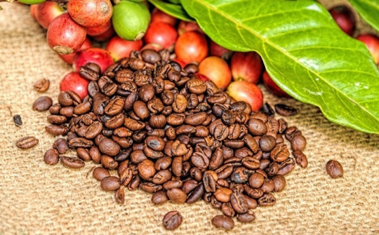 Nông sản 23/1/2019: Cà phê giảm; Ca cao xuống thấp nhất 1 tháng