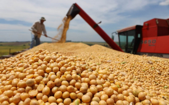 USDA dự báo giá đậu tương và sản phẩm từ đậu tương tại Hoa Kỳ tăng
