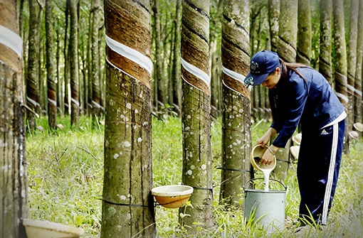 9 tháng, Cwin Đăng Ký + 1888k cao su tăng đều cả lượng và giá trị