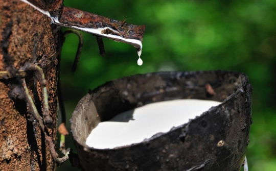Giá cao su tăng do thị trường kỳ vọng thỏa thuận thương mại sơ bộ Mỹ Trung