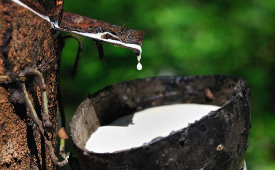 Giá cao su tăng phiên thứ 9 liên tiếp do lo ngại thiếu hụt nguồn cung