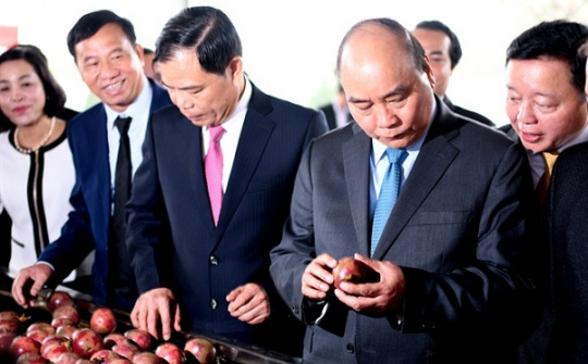 Cwin com sòng bạc trực tuyến rau quả: Giảm ở Trung Quốc, tăng mạnh sang Hoa Kỳ, EU, Nhật Bản…