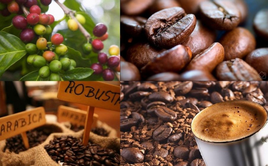 Nông sản 21/3/2019: Cà phê chạm mức thấp mới; Ca cao thấp nhất 3 tháng