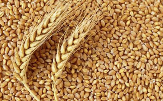 FAO: Chỉ số giá lương thực ổn định trong tháng 3