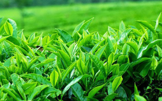 Cwin com sòng bạc trực tuyến chè mang về hơn 60 triệu USD trong 4 tháng đầu năm