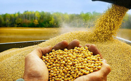 Thời tiết nóng và dự trữ thấp đẩy giá nông sản Mỹ tăng cao