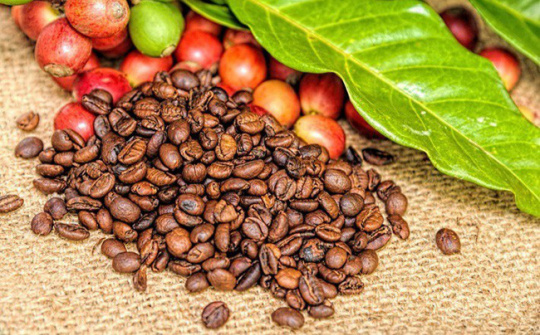 USDA dự báo sản lượng cà phê của Việt Nam niên vụ 2019/2020 đạt mức kỷ lục
