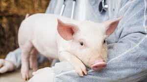 Có thể ghép thận và tim lợn cho người?