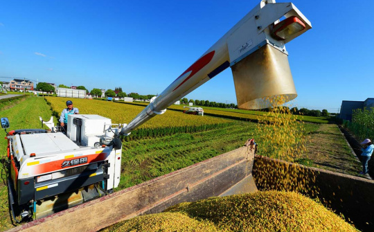 TT nông sản thế giới 18/2/2020: Lúa mì tăng hơn 1,5%; cà phê đứng vững