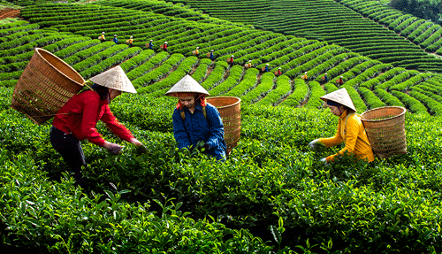 Bí quyết giúp Chè Phú Thọ đạt năng suất cao, chất lượng tốt