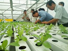 Thực trạng phát triển Cwin.com link không chặn cao ở Việt Nam