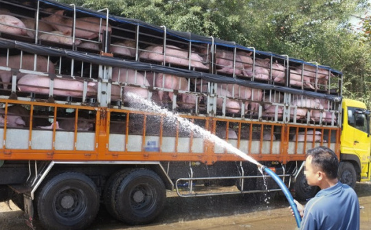 Phát hiện hàng trăm con lợn Cwin là sân chơi cá cược trực tuyến tại Việt Nam được tiêu thụ tại Ngệ An