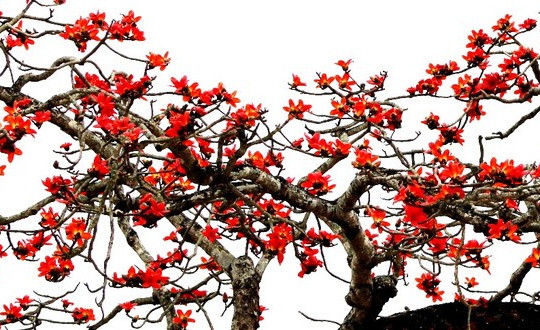 Cây gạo gù