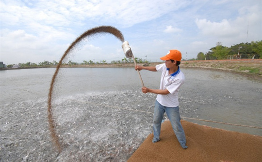 Cwin com sòng bạc trực tuyến cá tra tìm hướng “giải tỏa công suất” sản lượng nuôi