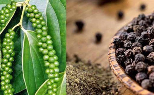 Cwin63 sân chơi đỉnh cao nỗ lực hỗ trợ Cwincom hiện đang mở giải quyết khó khăn do Nepal tạm ngừng Cwin com sòng bạc trực tuyến hồ tiêu