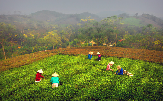 Năng suất và chất lượng chè Phú Thọ ngày một tăng cao nhờ phân bón Văn Điển