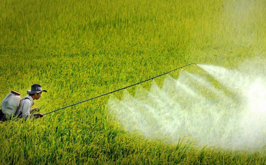 Các quy định về điều kiện đối với cơ sở mua bán thuốc bảo vệ thực vật và những vấn đề đặt ra