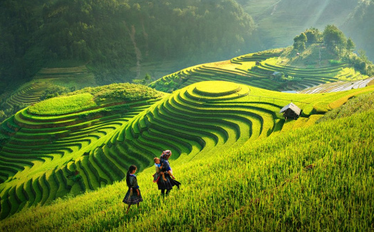 Vàng ươm mùa lúa chín Hoàng Su Phì