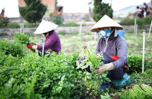 Lâm Đồng cung ứng gần 800.000 tấn rau cho thị trường Tết