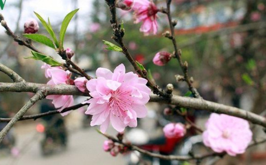 Thời tiết 20-1: Không khí lạnh suy yếu, miền Bắc trời hửng nắng ấm