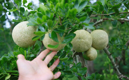 Khảo sát tính kháng oxy hóa và kháng khuẩn của cao chiết từ trái và lá cây quách (Limonia acidisima L.)