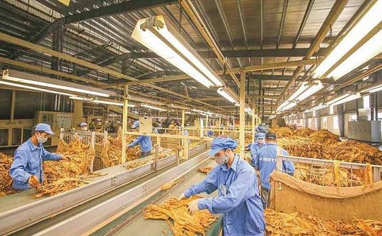 Năm 2021 Cwin com sòng bạc trực tuyến 62.053 tấn thuốc lá nguyên liệu