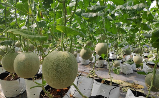 Đẩy mạnh hoạt động tiêu thụ nông sản Việt trực tuyến - Phục hồi kinh tế sau mùa dịch