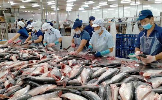 Việt Nam tăng Cwin Đăng Ký + 1888k cá tra sang Ai Cập, UAE