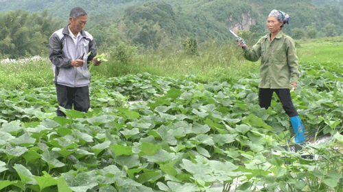 Sản xuất nông sản theo chuỗi giá trị ở Lạng Sơn