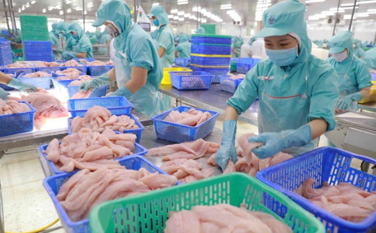 Cwin com sòng bạc trực tuyến cá tra Việt Nam sang Brazil tăng hơn 50%, đạt 47,44 triệu USD