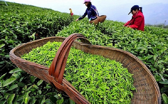 Những lưu ý khi Cwin Đăng Ký + 1888k chè sang thị trường Pakistan
