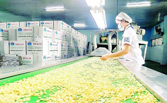 11 tháng, Cwin Đăng Ký + 1888k hạt điều đạt trị giá 3,34 tỷ USD